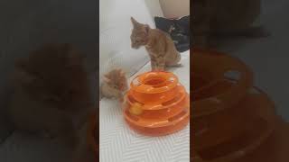 PSİKOPAT ASLAN'LA KÜÇÜK KEDİNİN İLK BULUŞMASI(Aslan Cücü'ye Yumruk Attı)#funny #kedivideoları