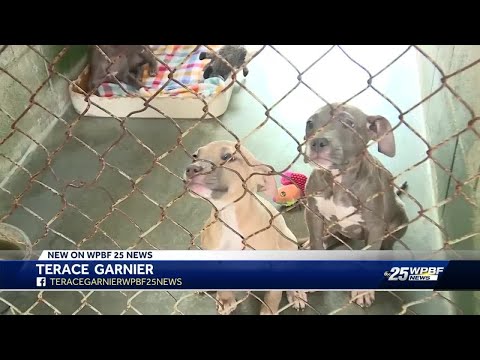 Free Puppies Fort Lauderdale