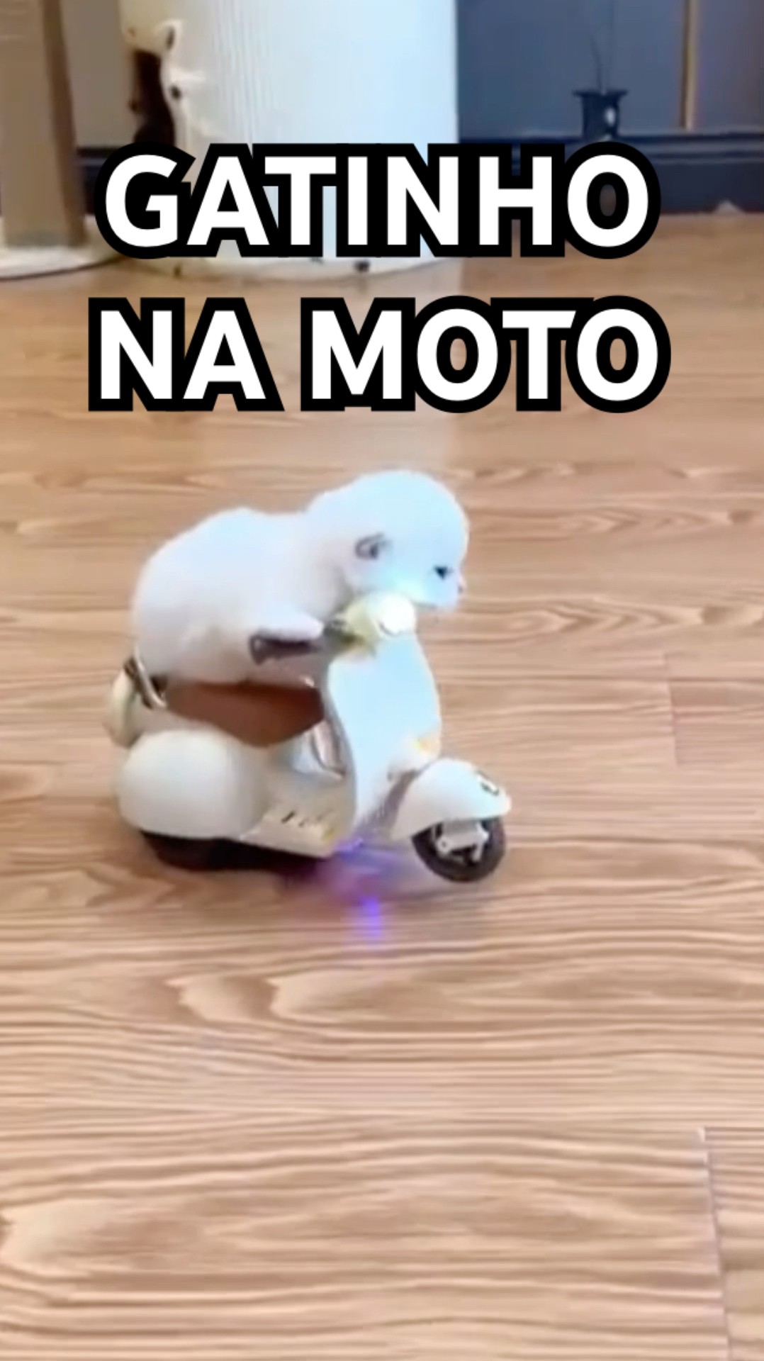 O GATINHO FOFO ANDANDO DE MOTO #shorts