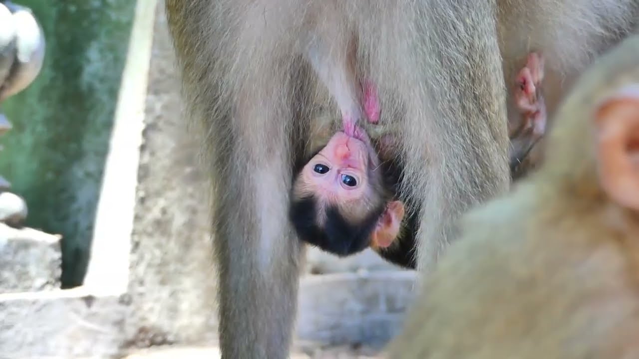 Monkey Business - Life of Monkey -Animal Documentary -Fun Relaxing video part 63