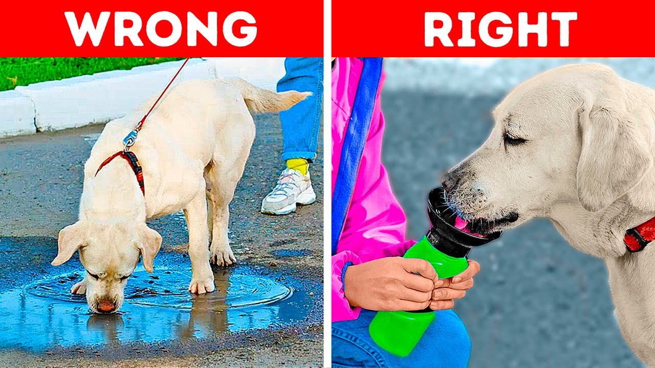 Amazing PET Gadgets You MUST HAVE || Cute Pet Hacks And Crafts