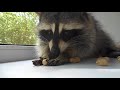 Енот ест орешки, как ребёнок)) | Raccoon eats nuts like a child))