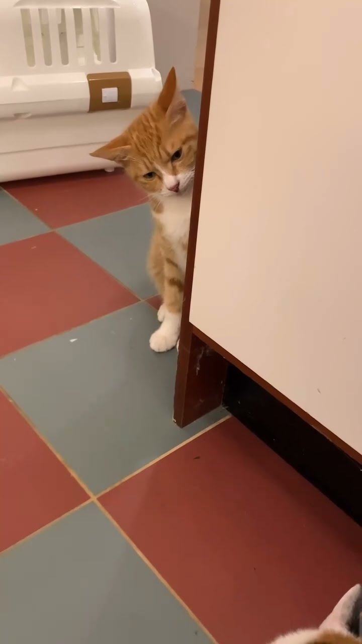 C magnifique vidéo chat ? ? ? ? ?