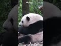 Hua Hua Is So Cute From Every Angle! | iPanda #shorts
