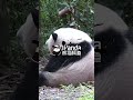 Hua Hua Is So Cute From Every Angle! | iPanda #shorts