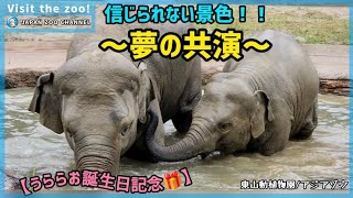 【うららお誕生日記念】姉妹でプールに！夢にまで見た光景がそこに... #東山動植物園 #うらら #ゾウ