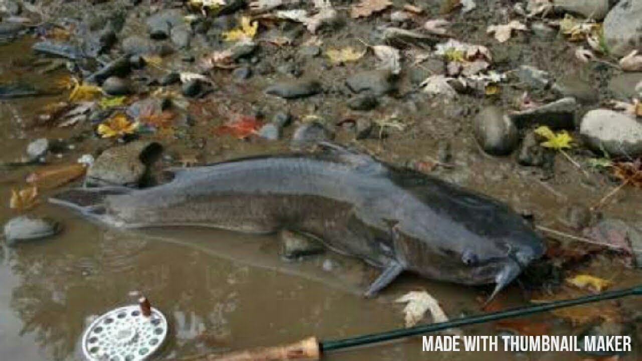 FLYING CATFISH BROODSTOCK SELECTION FOR HATCHING/BREEDING; DONT MISS