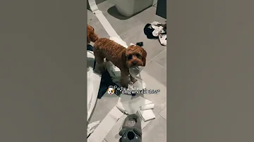 Funny Dog Dogs Dogs Dogslover Dogshorts Funnydogs Youtubeshorts Wenzi 