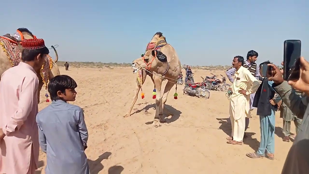 Camel fight 😀|| Rohi Mela ma MAza kIA