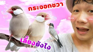 นกกระจอกชวาเลี้ยงยังไง? เพาะขายรายได้ดีนกน่ารัก Java  Sparrow