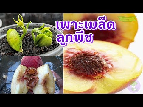 วีดีโอ: วิธีการเพาะเมล็ดในเม็ดพีท