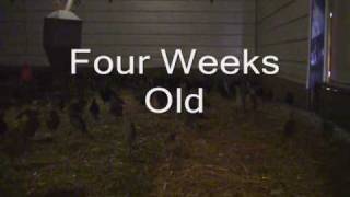 Pheasant Chick Progression
