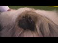 Wasabi the Pekingese named Best in Show at Westminster Kennel Club Dog Show | FOX 7 Austin