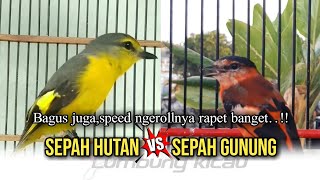 Mantenan gunung gacor ngeroll rapat,nembak tajam!!