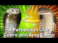 Ternyata King Kobra Bukan Jenis Kobra, Ini Perbedaannya