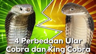 4 Perbedaan Ular Cobra dan King Cobra
