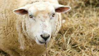 Lamb 1611 KJV