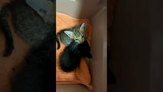 子猫ラッシュ　１６