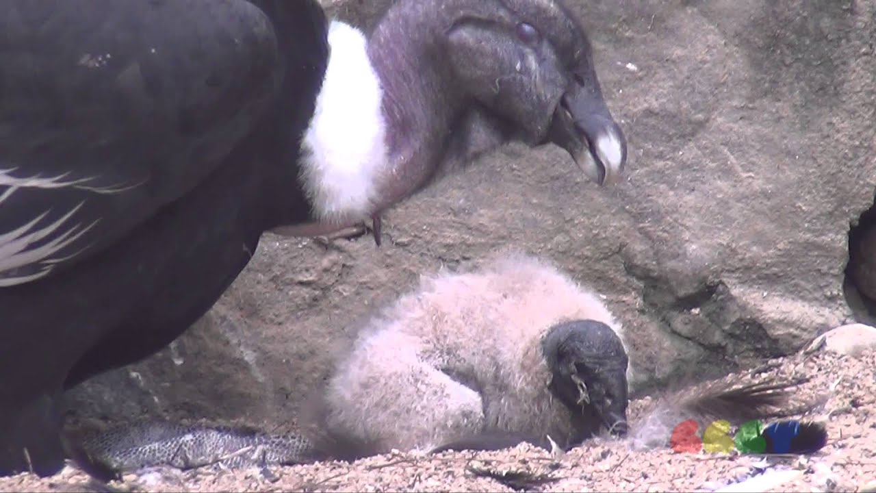 콘돌 ( Baby Condor ) YouTube