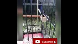 suara kacer gacor full isian durasi pendek-eeh ndes TV