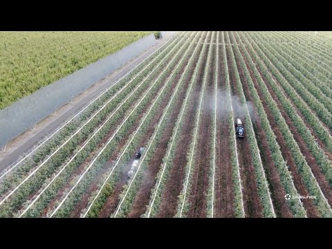 Bluewhite Autonomy: Autonomous Tractors in Action in Washington's Apple Orchards (Unedited) - video from Bluewhite