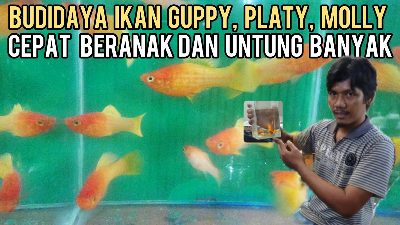 BUDIDAYA IKAN GUPPY, PLATY DAN MOLLY  || BISNIS IKAN HIAS YANG CEPAT BERANAK DAN UNTUNG BANYAK
