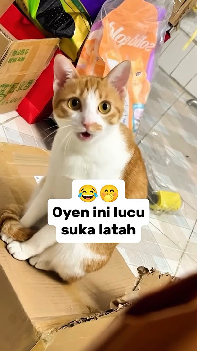 Oyen ini lucu, suka latah 😂🤭#feedshorts #kucinglucu #funnyshorts
