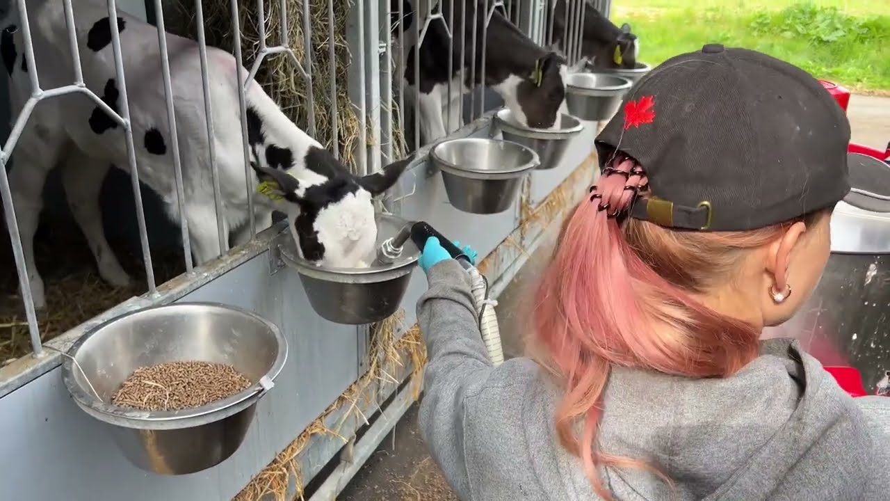 Biggest Udder In The World | Super Modern Milking System 2022 | Girls Milk Cows