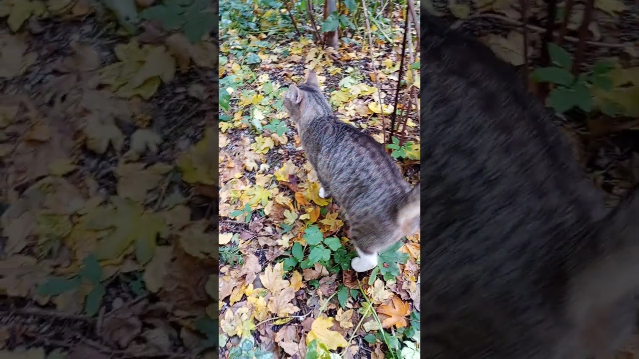 A nice autumn walk with Mr. Weißfuß