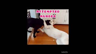 FBI’s most wanted dogs #germanshepherd #gsd #funny #dog #cute #cuteanimals #shorts #cutepuppy