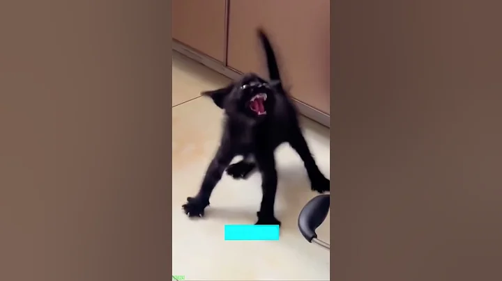 Video 10664031: funny cat talking, funny cat family, cat eating fish funny, funny cat live, cute kitten