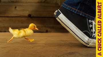 How To Make a Duckling Follow You | Busting Myths
