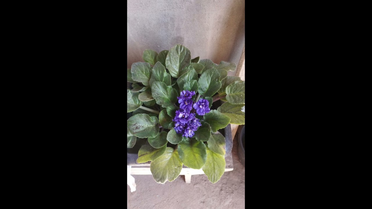 Derrama teu espírito - Cristina Fernandes 