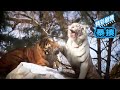 東北虎撩妹被白虎暴揍，東北虎VS孟加拉白虎 | White Tiger VS Siberian Tiger