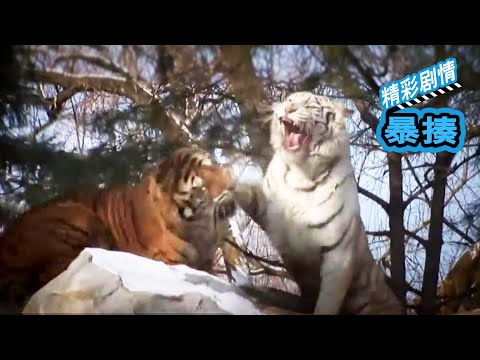 Tiger VS White Tiger, who can win the war