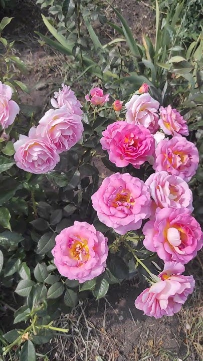 Роза Пинк Парадайз -идея розы Эль ️ ️ ️ - YouTube