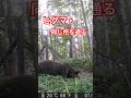 ヒグマの生息地帯を歩く#北海道#野生動物#自然#ひぐま#熊#くま#クマ#bear#animals#wildlife#トレイルカメラ#狩猟#ハンティング#捕獲#駆除#罠#ヒグマ