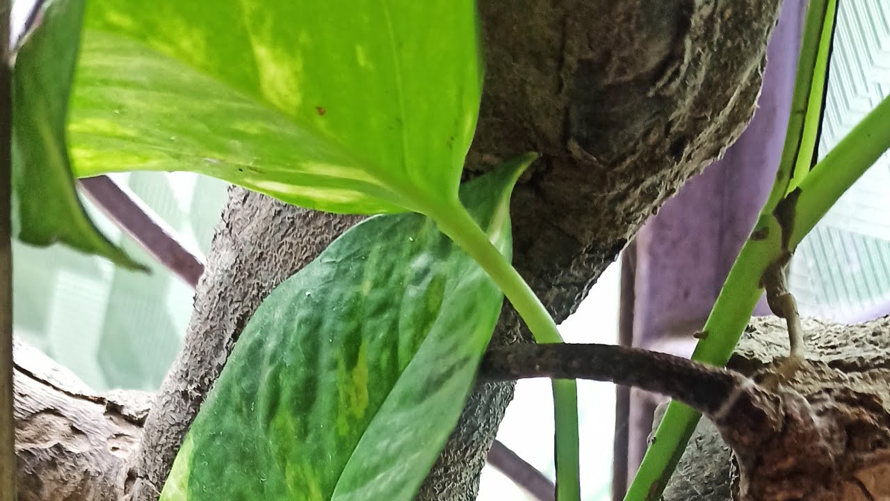 এই জটিল পরিস্থিতি থেকে মুক্ত হয়ে ফিরে চাইছে আপনাকে💐 🧿@MUHURTERDAKEAMISANGITA789 #tarot DIVINE🛡️