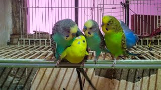 Budgies Sounds | part 8 for Lonely Budgies