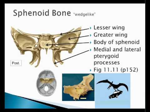 Chapter 11 Skull Cranial Bones - YouTube