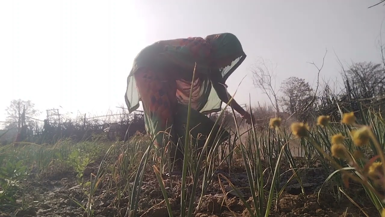 लहसुन में कोडाई के समय लगता है राख