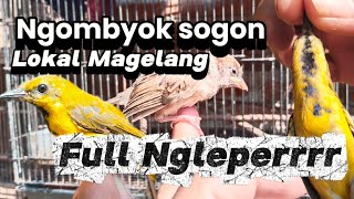 TERNYATA SOGON LOKAL MAGELANG GAK KALAH KEREN SAMA DAERAH LAIN || MAS HERMAWAN BOROBUDUR 