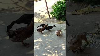 Duck#animals #viral #cute #duck #Hash#amazing #chicken #shorts #funny #short #BD animals Family