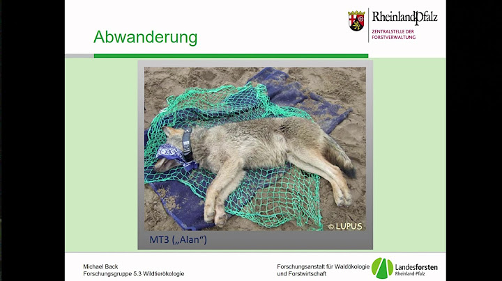 Der Einsatz des Jagdhundes in Wolfsgebieten