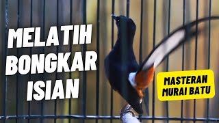 MURAI BATU GACOR FULL ISIAN TEMBAKAN MEWAH MATERI JELAS AMPUH MELATIH MURAI BONGKAR ISIAN