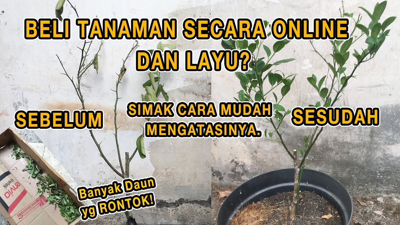 Cara Mudah Mengatasi Tanaman Layu yg di beli secara Online