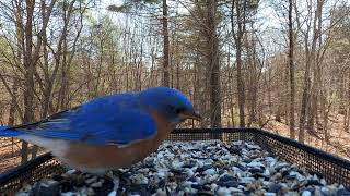Eastern Bluebird and American Goldfinch