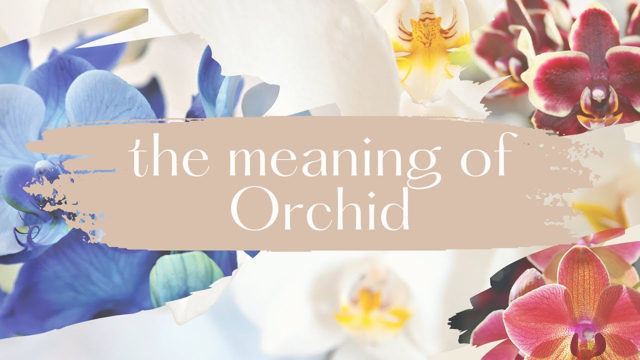 ARTI BUNGA ANGGREK THE MEANING OF ORCHID FLOWER MEANINGS 4 YouTube