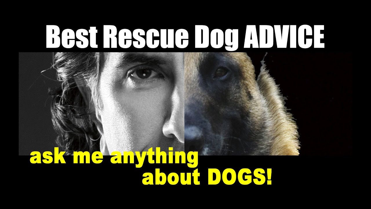 Looking to Adopt a New Dog - Advice on Rescuing a New Dog - Robert Cabral Dog Training