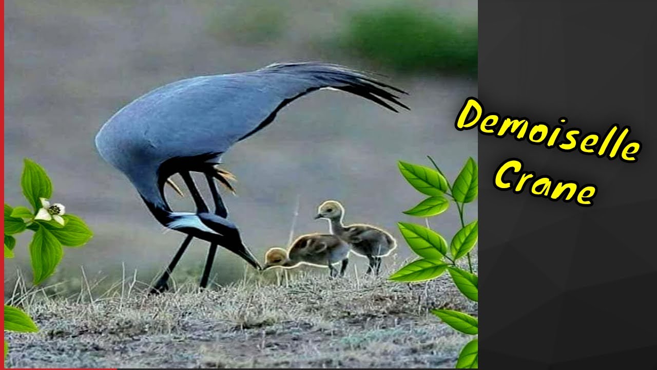 Demoiselle crane sound | Birds of pakistan | कूंज, کونج, ਕੂੰਜ | Koonj
